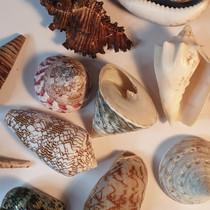 nabor-№2-rakushki-dlya-dekorativnyix-rabot